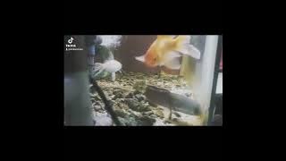 Mulai aktif ya bund