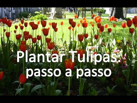 Como plantar Tulipas em vasos: passo a passo - #1