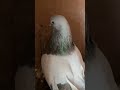 Родители предыдущей видео🕊