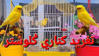 تغريد كناري ݣلوستر ممتع جدا ورائع