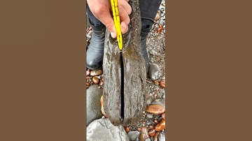 Here is an ammonite rock that we found in a fresh shale slab amongst the boulders and opened up