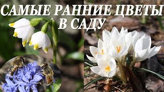 Первоцветы. Самые ранние цветы в саду.