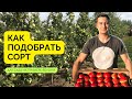 Как подобрать сорта для сада ? На примере яблони. Часть 1.