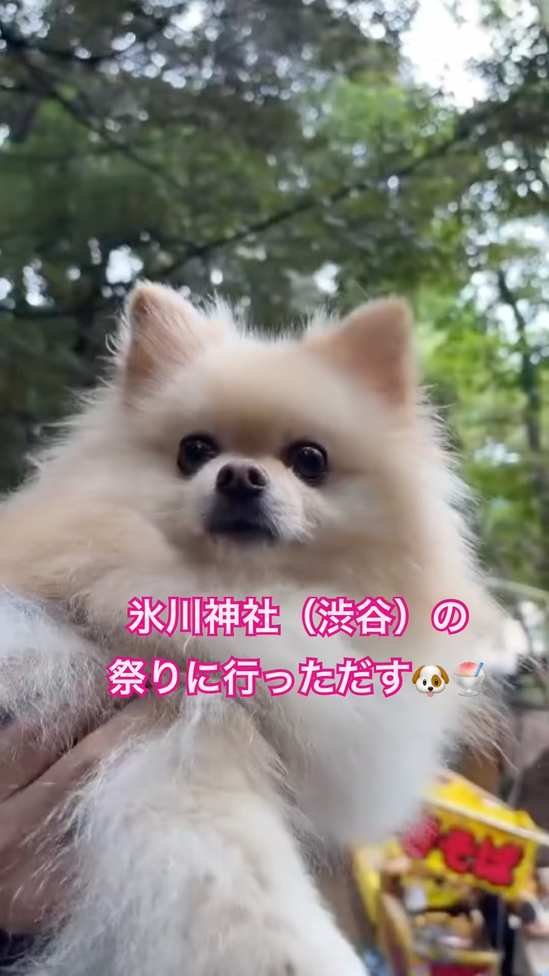 Pomekichi in Japan - YouTube