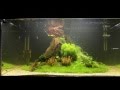 "Nature's Chaos" Aquascape by James Findley - The Making Of