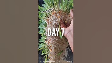 Hydroponic fodder grass for cattle dairy farm #hydroponics