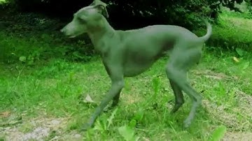 Pulse Code - Thin Whelp (Skinny Puppy Tribute) OFFICIAL VIDEO