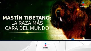 Las razas de perros más caras del mundo | Noticias con Francisco Zea
