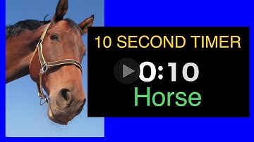 10 second timer horse with whinny alarm 🐴⏲ #10secondtimer #timer #countdown