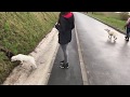 Первая прогулка лабрадора | Бэтти на улице