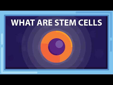 Get to know the cell that governs your growth - Stem Cell | Biology