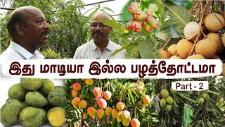 🏡🌱மாம்பழங்கள் நிறைந்த மாடித்தோட்டம் | Exotic Mango Farming Under One Roof: Harvesting to Tasting! 🥭🌿