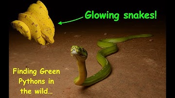 Gem of the Rainforest! Wild Green Pythons in Cape York!