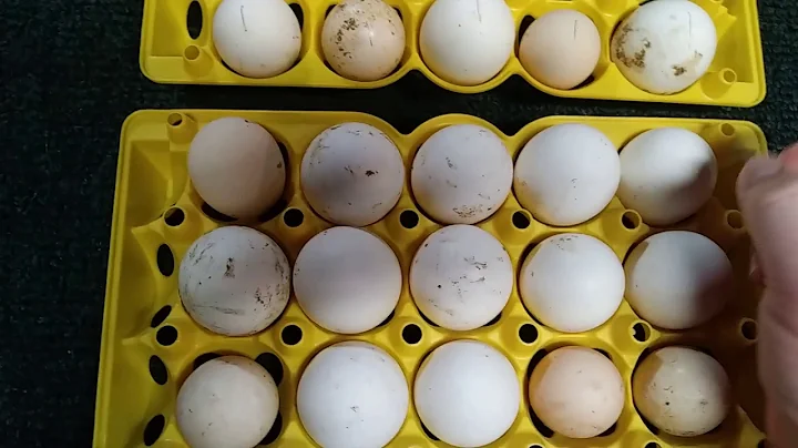 How to set eggs in a GQF incubator