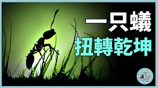 螞蟻世界大戰，假如化學武器打不贏，就派一蟻直接攻占老巢 I Ants world war