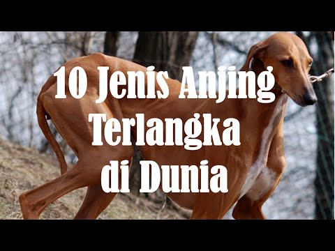 Video: Tes DNA Mengungkapkan Ras Anjing Unik Di Kosta Rika