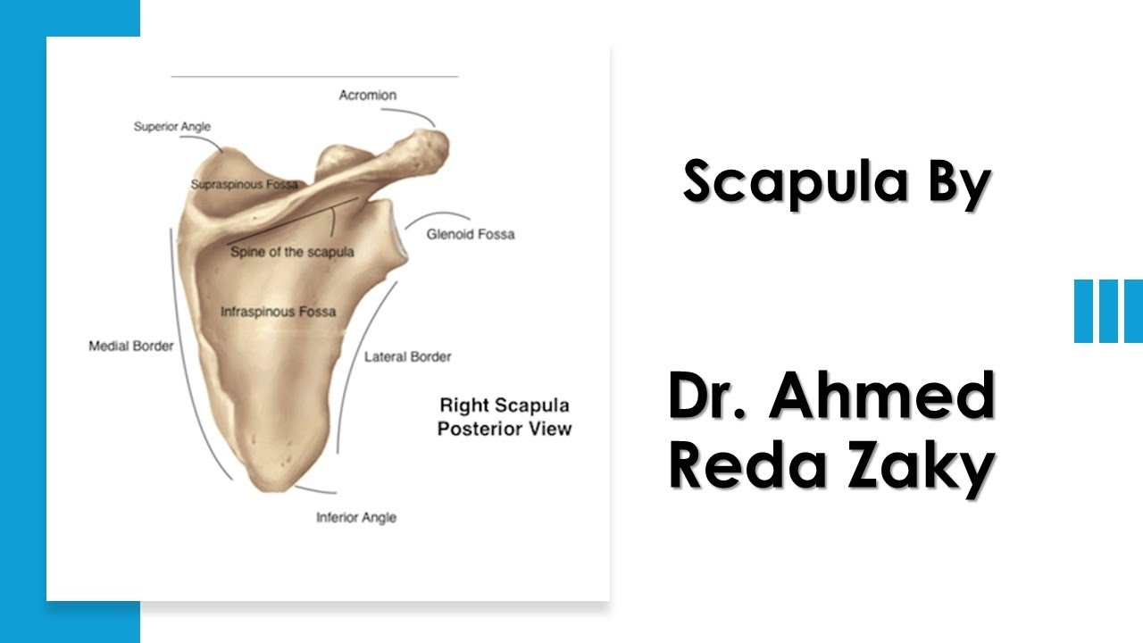 Bony Landmarks on Scapula