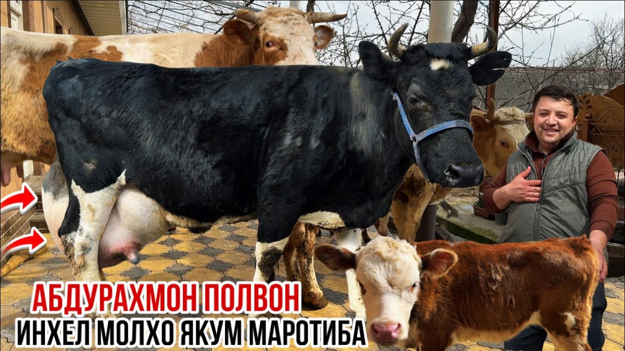 Абдураҳмон полвон молҳо арзон шуд 6 марта 2026 г.