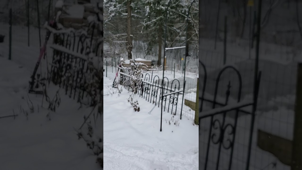 Planting Apricot Whirl Daffodils in December!