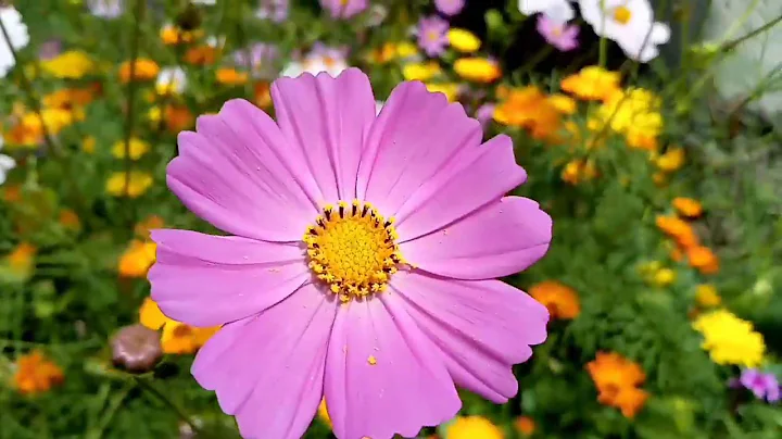 Breathtaking Colors of Nature in 4K II 🌹🌷 Beautiful Flowers - Sleep Relax Music UHD TV Screensaver