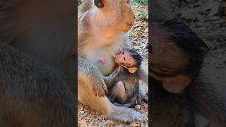 Mom Ellen And Baby Eleanor monkey
