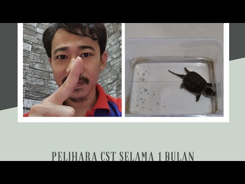 PELIHARA KURA KURA
