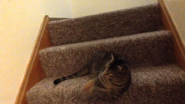 Kittens.