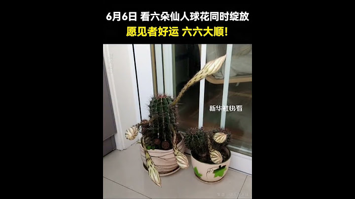 6月6日，看六朵仙人球花同時綻放，愿見者好運、六六大順！#祝福 #好運