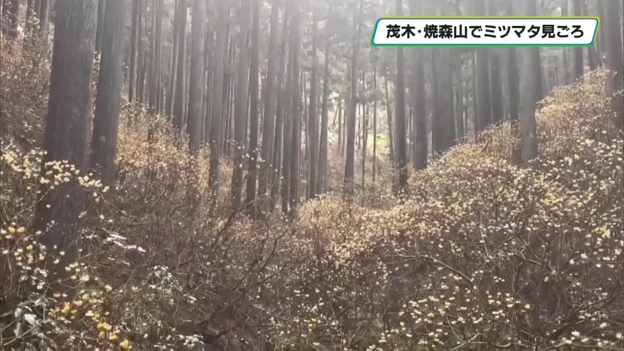 山採り　モミノキ Mt. Nagamine (2026) - All You SHOULD Know Before Going (with Reviews)