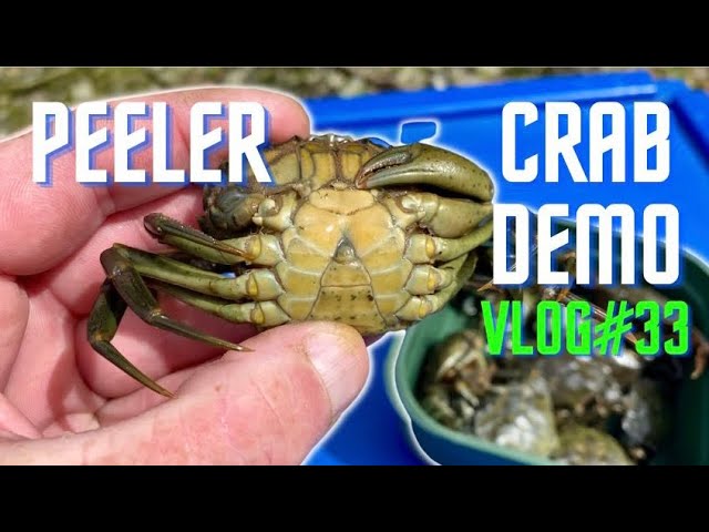 Sea Fishing UK, Bass Fishing, Peeler Crab Special