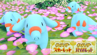 可愛い】ゴマゾウ6匹に囲まれて癒されピクニック【ポケモンSV】 - YouTube