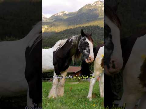 چرا اسب ها سرپا میخوابن توضیح بده انگار پنج سالمه   چیست