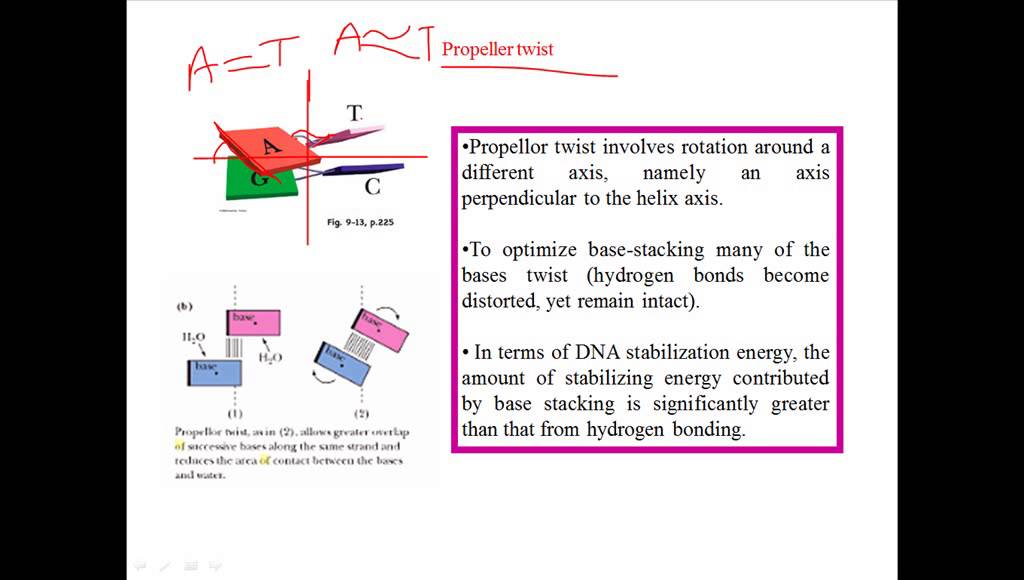Propeller twist in DNA bases YouTube