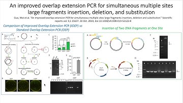 An improved overlap extension PCR for simultaneous multiple sites large fragments edits