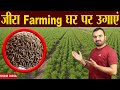     cumic farming  zira farming  jeera farming  jeera ki kheti  cumic seed farming