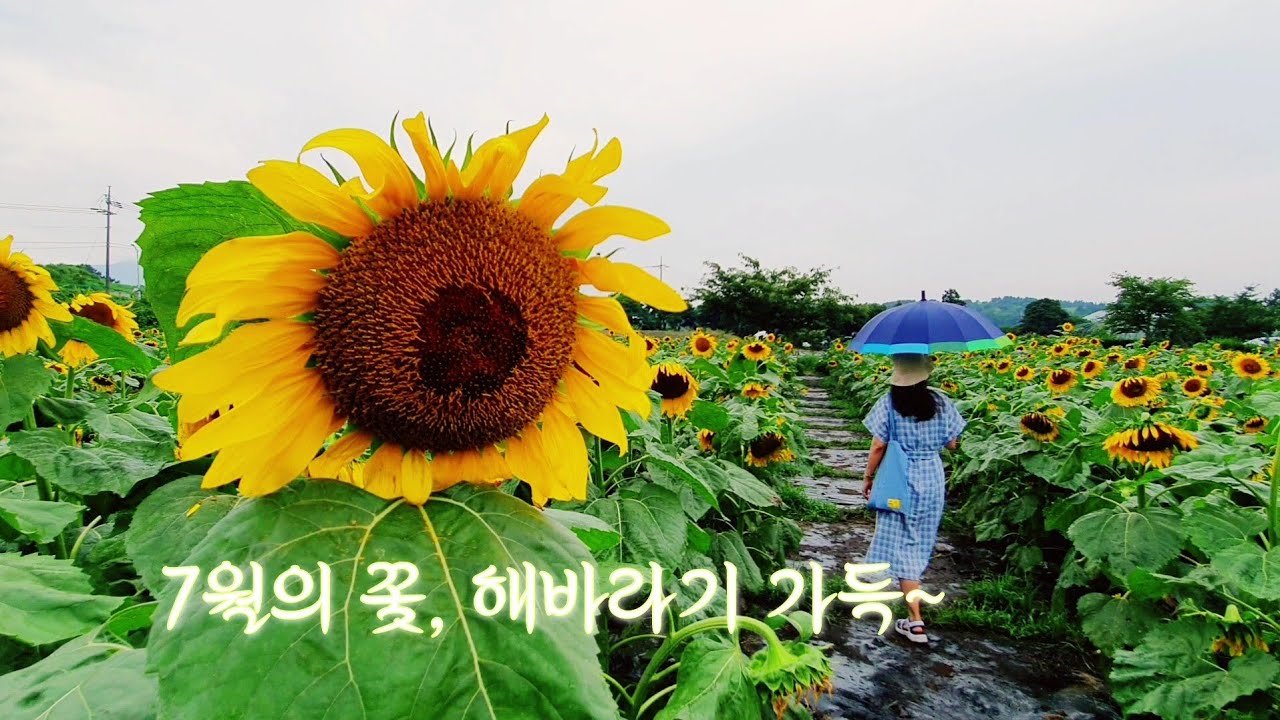 제주 7월여행, 🌻여름꽃 해바라기밭! 꽃길만 걸어요July Jeju Summer Flower Sunflower Farm