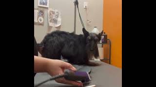 Grooming a Drop Coat Scottie