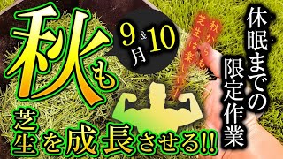 休眠までに生長させるたった②つの芝生作業少しの改善で【激変】します来シーズンに向けて活用してください