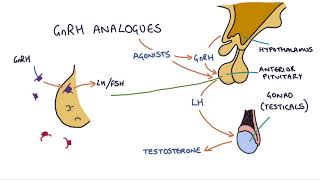 How do GnRH analogues work? Zoladex, Prostap and other GnRH analogues screenshot 5