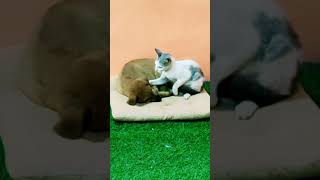 Tiny kitten discipline puppy to sleep properly by Creative Animals 80 views 3 months ago 1 minute, 2 seconds