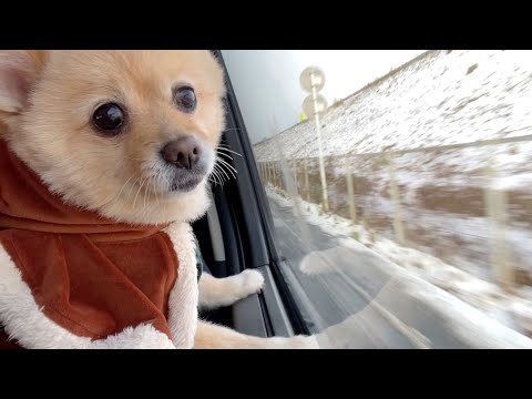 【初売り】愛犬も一緒に初売りへ行こうと思ったのですが…