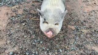 This is what happens when 2 blind pigs argue over a pumpkin