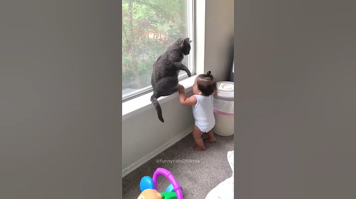 Video 10510111: funnycats pets catlover cats, pets catlover funnycats animal, cats pets catlover funny, pets funnycats catlover cute