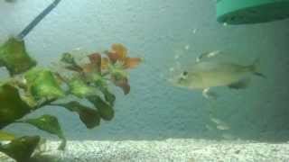 Otopharynx Tetrastigma Mother Protecting Fry