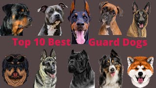 Top 10 Best Guard Dog Breeds In 2023 !  | Dogs | Puppies
