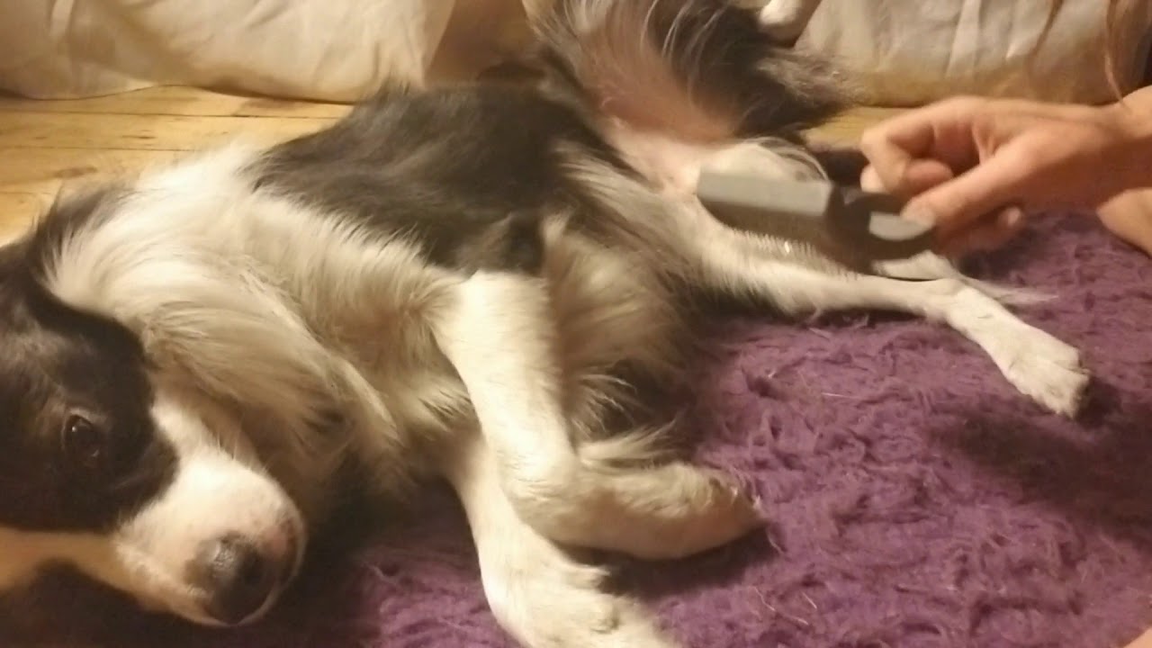 Dog loves being brushed YouTube