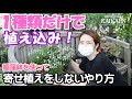 1種類だけで  植え込み  植える  綺麗  寄せ植えしない方法【おうちでガーデニング】開花園チャンネル