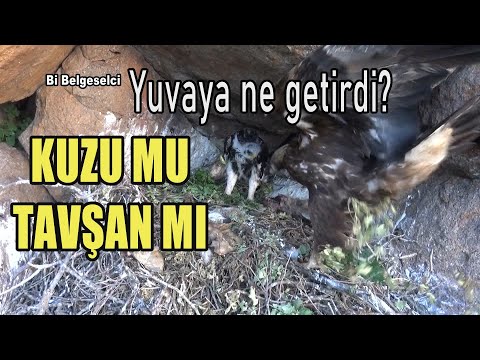 KARTAL YUVAYA NE GETİRDİ / KUZU MU TAVŞAN MI /  What did the hawk bring back ? A Lamb or a rabbit ?