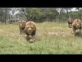 Lion feeding up close in Zimbabwe