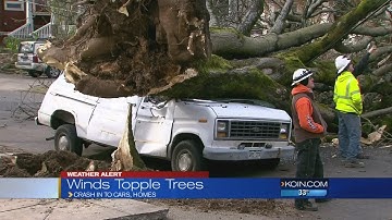 Trees down as winds whip through PNW